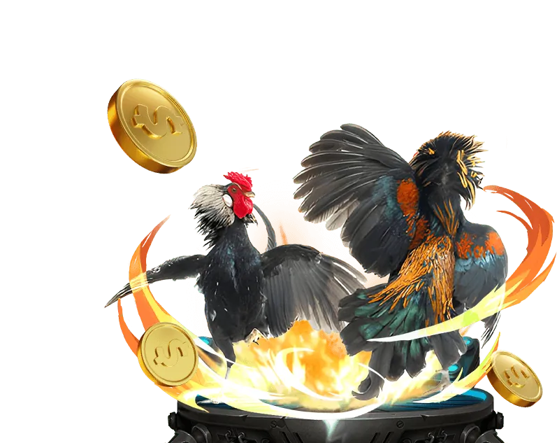 Hình ảnh đá gà trực tuyến tại HI88 với các trận đấu kịch tính.